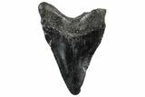 Fossil Megalodon Tooth - South Carolina #306263-1